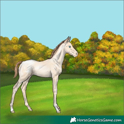 Horse Color:Amber Cream Champagne Pearl Appaloosa 