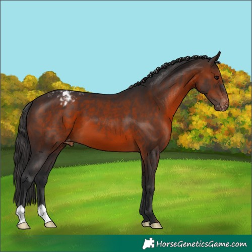 Horse Color:Brown Appaloosa 