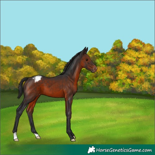 Horse Color:Brown Appaloosa 