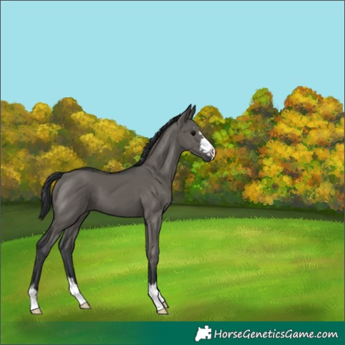 Horse Color:Grullo 