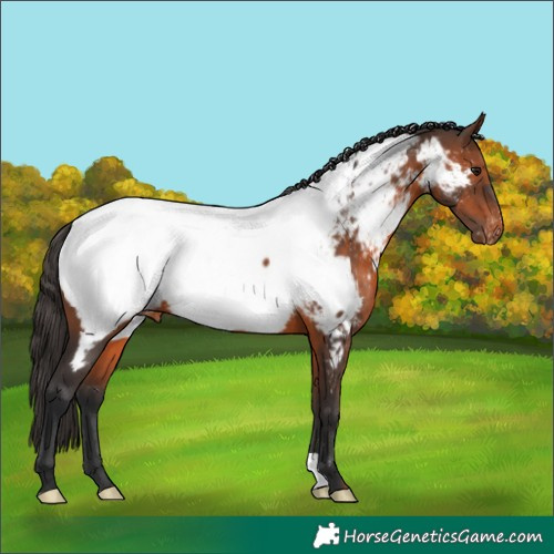 Horse Color:Brown Appaloosa 