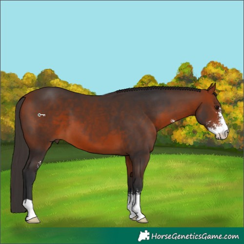 Horse Color:Bay Sabino