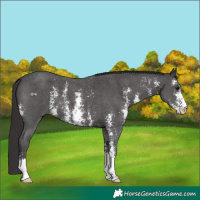 Horse Color:Smoky Black Sabino