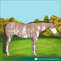 Horse Color:Classic Champagne Sabino