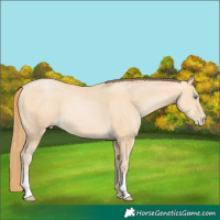 Horse Color:Buckskin Pearl 