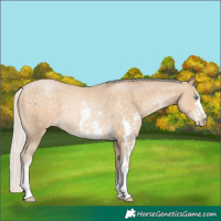 Horse Color:Silver Buckskin Pearl Sabino Rabicano 