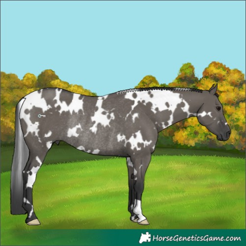 Horse Color:White Spotted Grullo Rabicano 