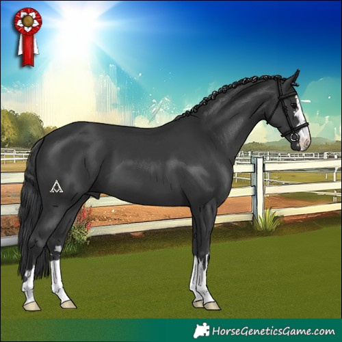 Horse Color:Black 