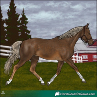 Horse Color:Chocolate Palomino Tobiano 