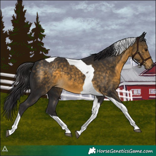 Horse Color:Buckskin Tobiano