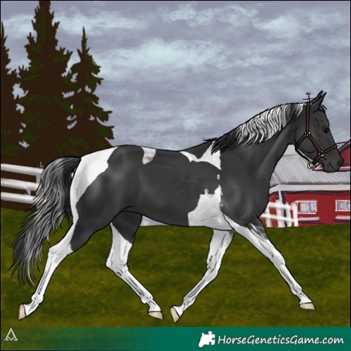Horse Color:Black Tobiano 