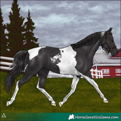 Horse Color:Smoky Black Tobiano 