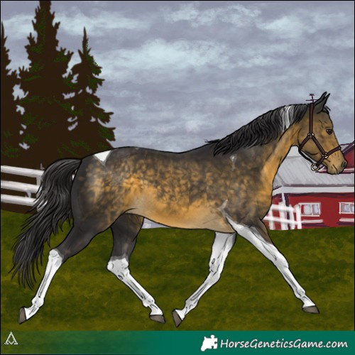 Horse Color:Buckskin Tobiano 