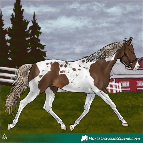 Horse Color:Chocolate Palomino Tobiano 