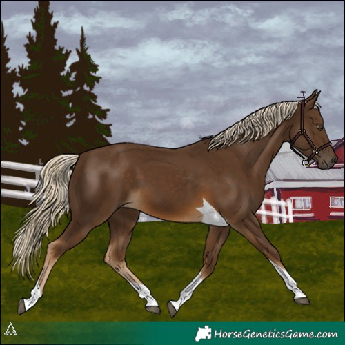 Horse Color:Chocolate Palomino Tobiano 