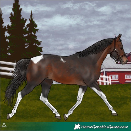 Horse Color:Bay Tobiano 