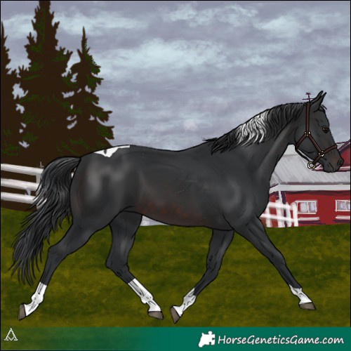 Horse Color:Brown Tobiano 