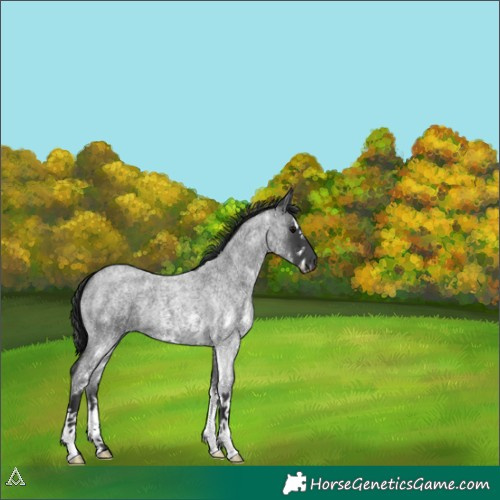Horse Color:White Spotted Blue Roan 