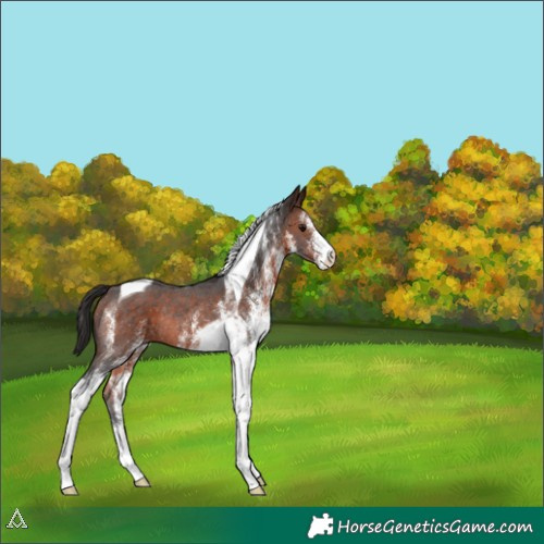 Horse Color:White Spotted Brown Tobiano Rabicano 