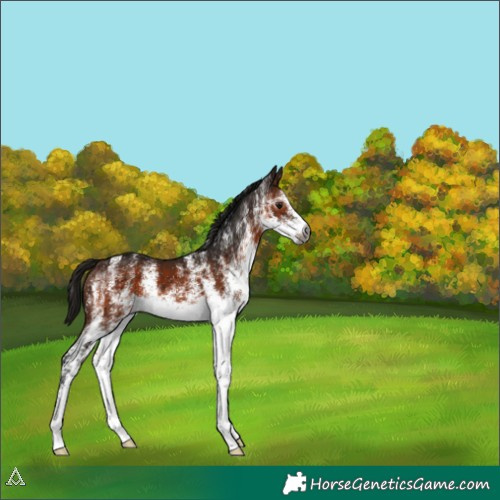 Horse Color:Gray White Spotted Bay 
