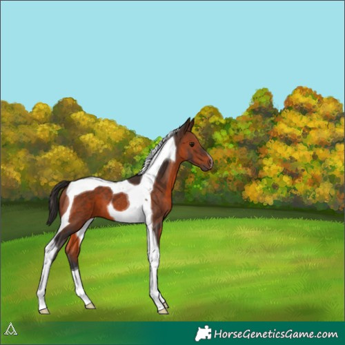 Horse Color:Brown Tobiano 