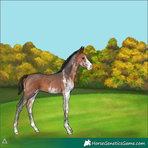 Horse Color:White Spotted Bay 