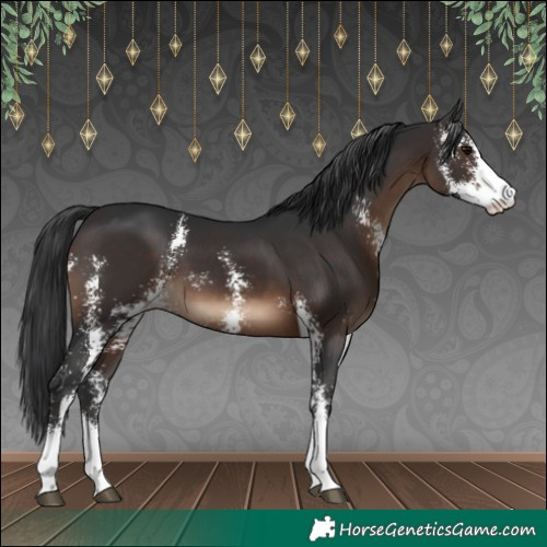 Horse Color:Brown Sabino
