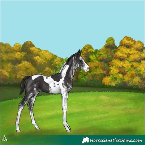 Horse Color:White Spotted Smoky Black Tobiano 