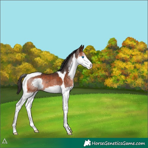 Horse Color:Brown Splash Tobiano Rabicano 