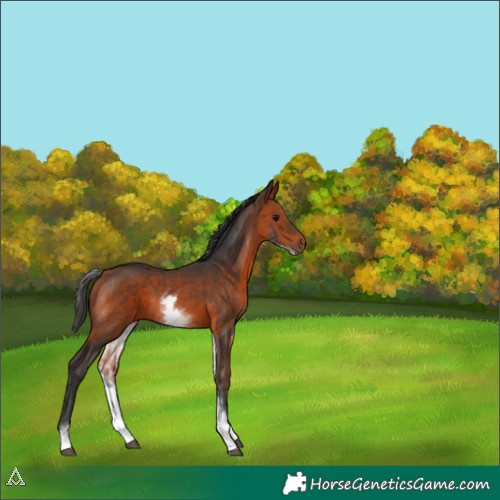 Horse Color:White Spotted Bay 