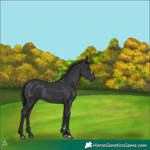 Horse Color:Black Rabicano 