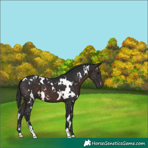 Horse Color:White Spotted Brown 