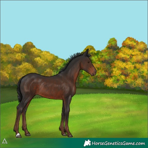 Horse Color:Liver Chestnut Rabicano 