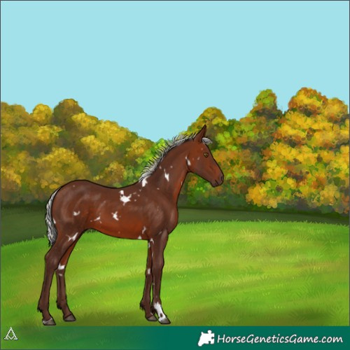 Horse Color:White Spotted Silver Brown 