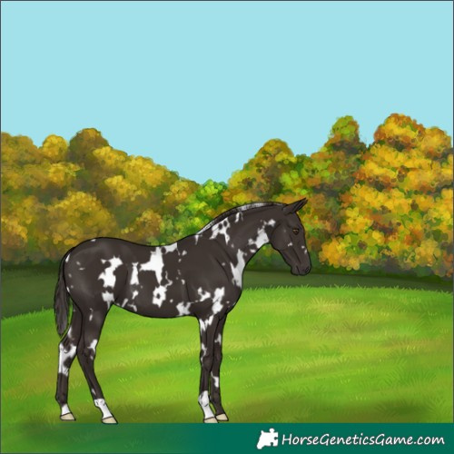 Horse Color:White Spotted Liver Chestnut 