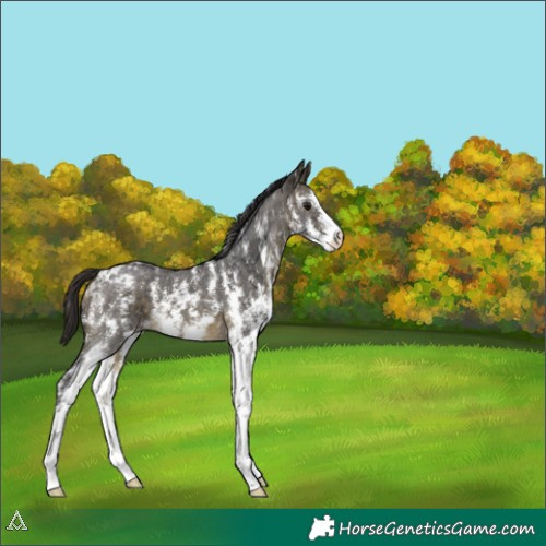 Horse Color:Buckskin Sabino Appaloosa 