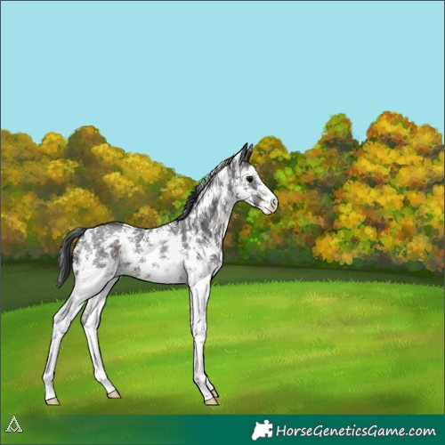 Horse Color:Brown Sabino 