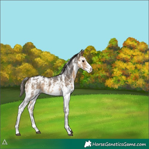 Horse Color:Buckskin Sabino Appaloosa 
