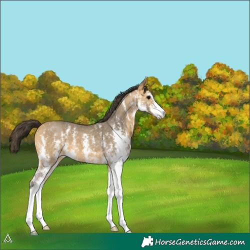 Horse Color:Buckskin Sabino 
