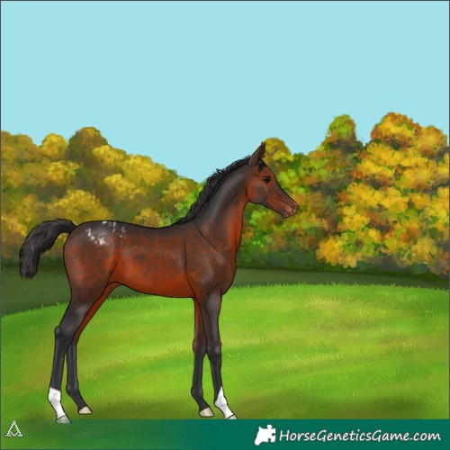 Horse Color:Brown Appaloosa 