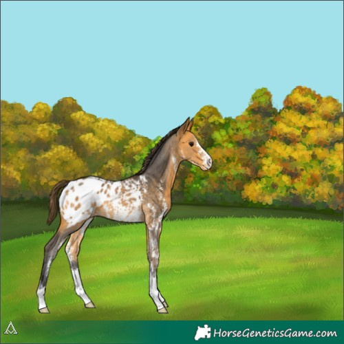 Horse Color:Buckskin Sabino Blanket 