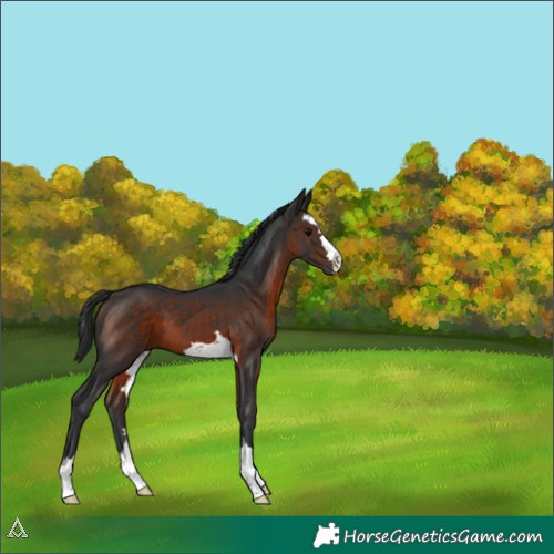 Horse Color:Brown 