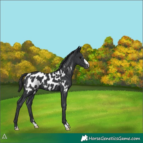 Horse Color:Black Appaloosa 