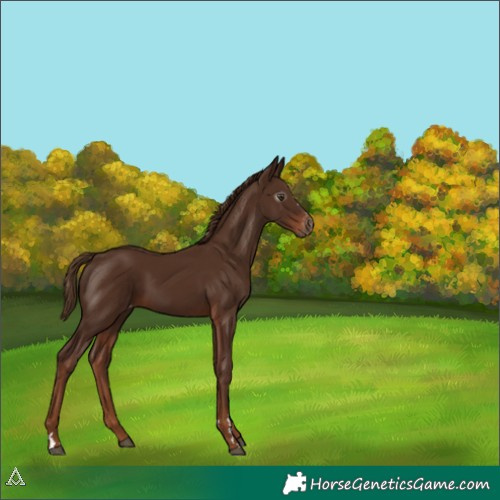 Horse Color:Gray Chestnut Appaloosa 