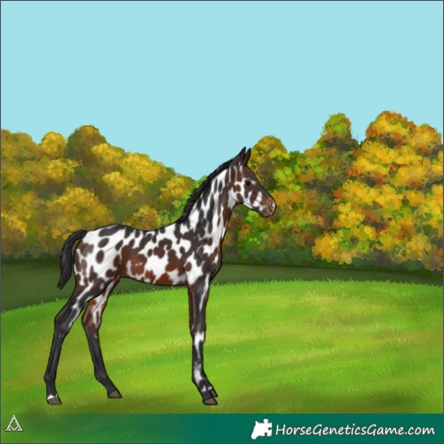 Horse Color:Brown Near Leopard 