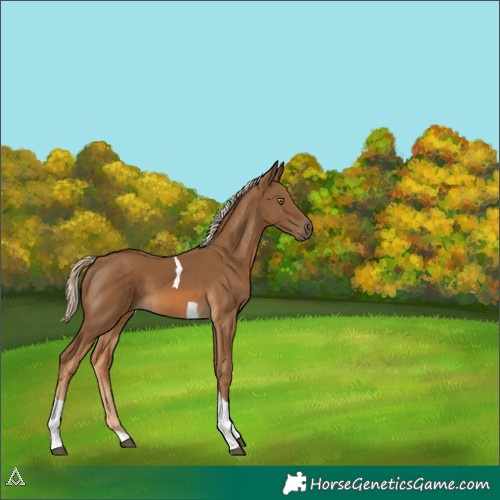 Horse Color:Chocolate Palomino Tobiano 