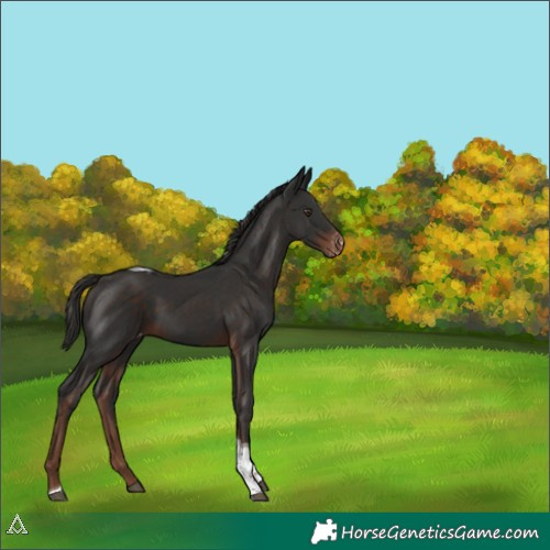 Horse Color:Liver Chestnut Tobiano Appaloosa 