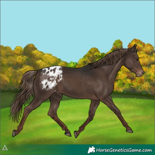 Horse Color:Liver Chestnut Appaloosa 