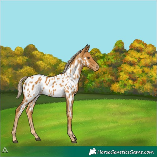 Horse Color:Palomino Appaloosa 
