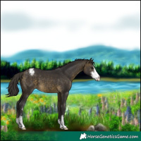 Horse Color:Buckskin Sabino Appaloosa 